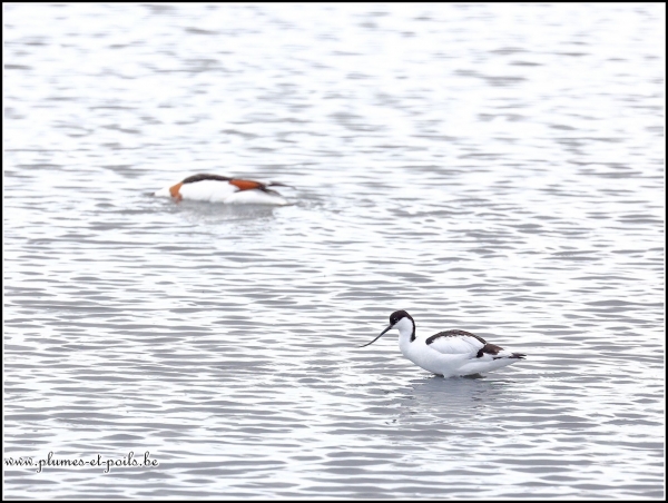 Avocette élégante